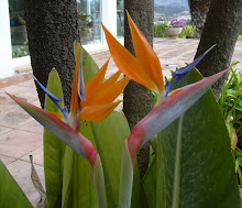 Strelitzia