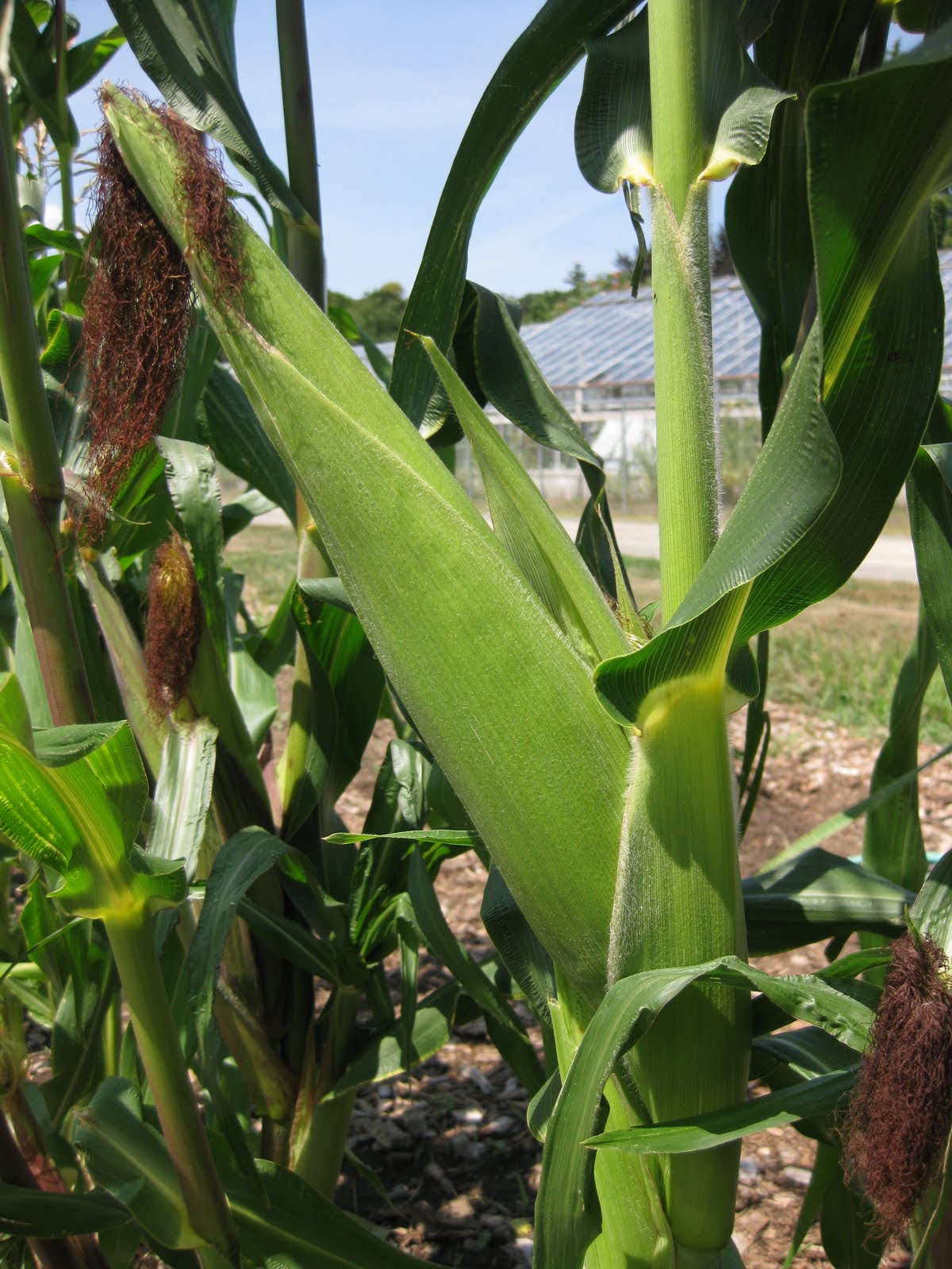 Waltham Fields Community Farm Featured Learning Garden Crop Popcorn