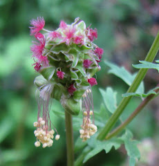 Gardens of Destiny - Dan Jason Click My Salad Burnet Flower↓