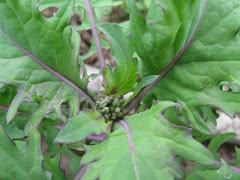 Homegrown Pharmacy (click▼)