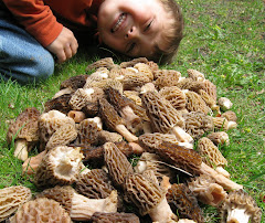 Enter Mycology (click▼)