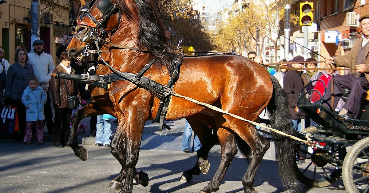 BARCELONA PHOTO POPULAR TRADITION BARCELONA "TRES TOMBS" PURE BRED HORSES