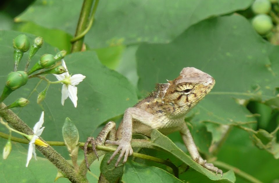 WEBS OF SIGNIFICANCE: More Hong Kong wildlife
