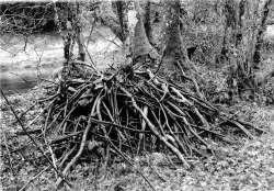 Beaver Lodge