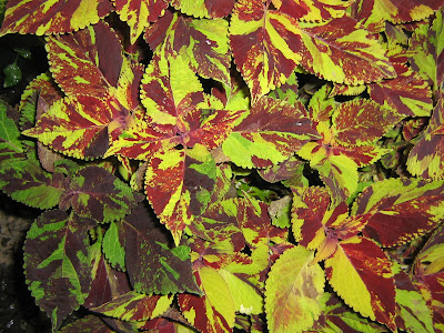 Mahonia Berberis Ilex Arnold Zwicky S Blog