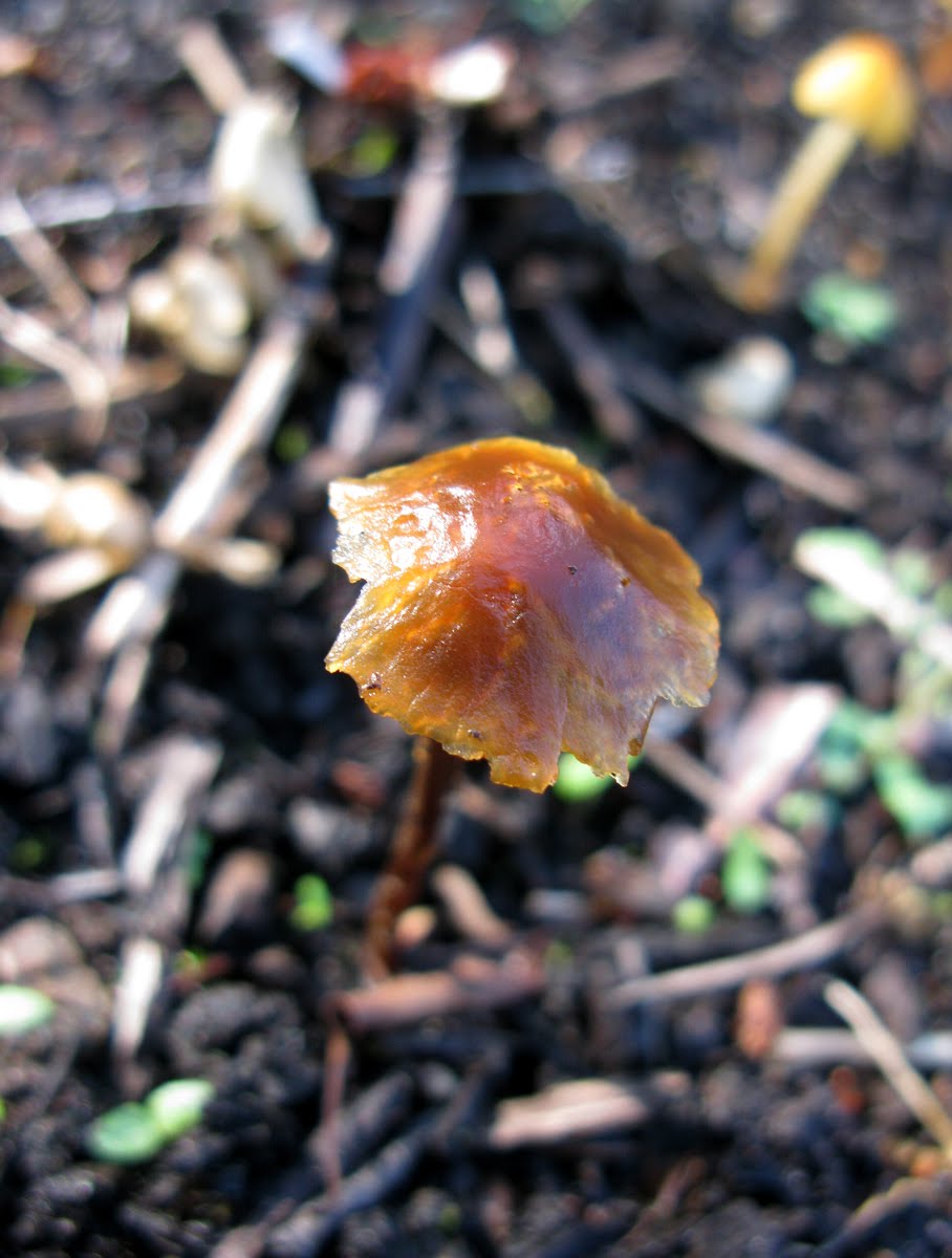 Growing Edibles in Vancouver, British Columbia Vegetables in the Front