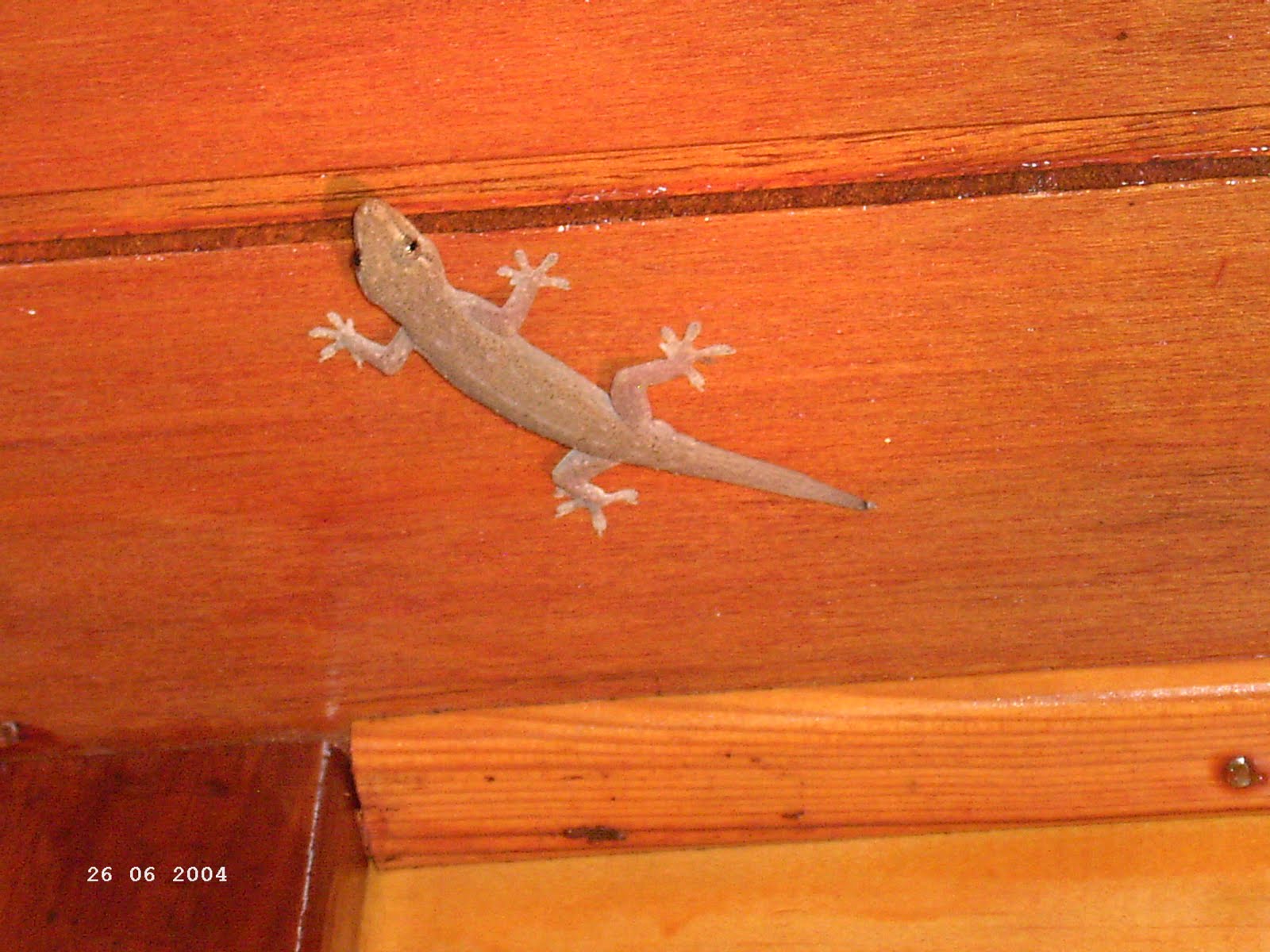 rencontre en nouvelle caledonie