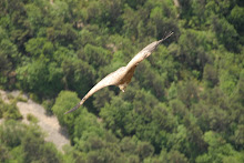 European Vulture