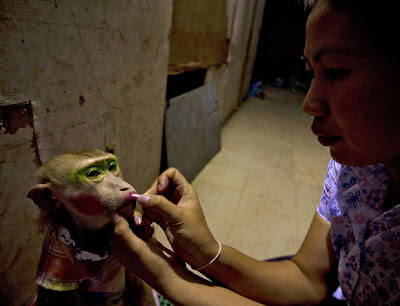 funny picture of monkey