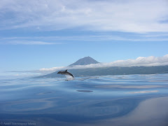 A Dolphin with Pico island behind!! Just beautiful...