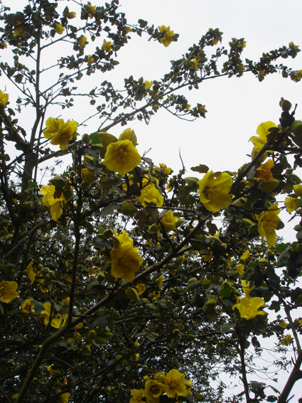 [Fremontodendron.jpg]