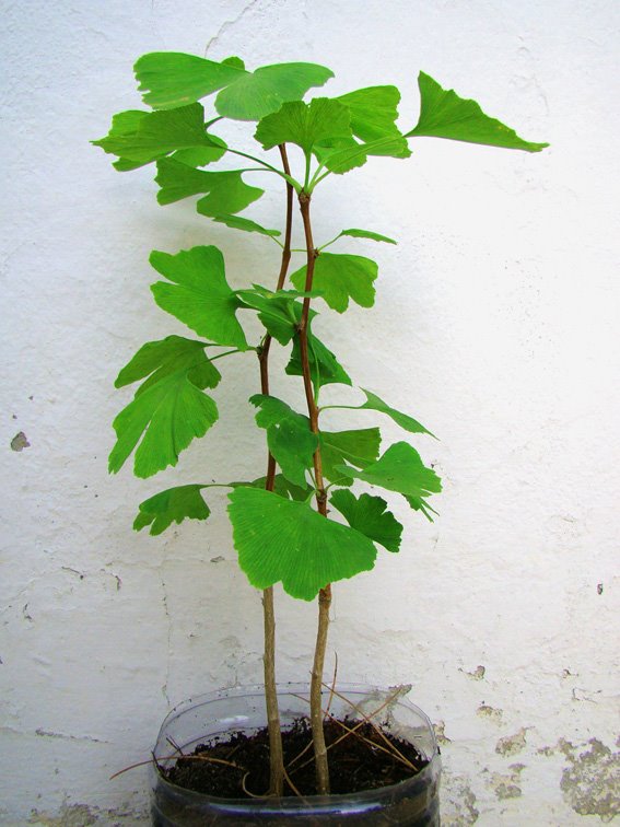 [gingko.jpg]