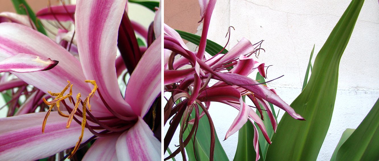 [CRINUM.jpg]