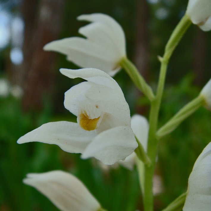 [Cephalanthera.jpg]