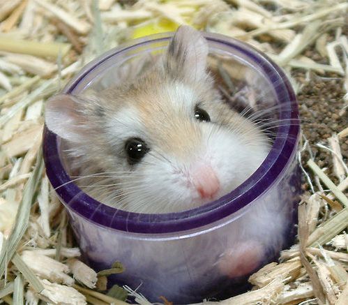 hamster017pr2.jpg