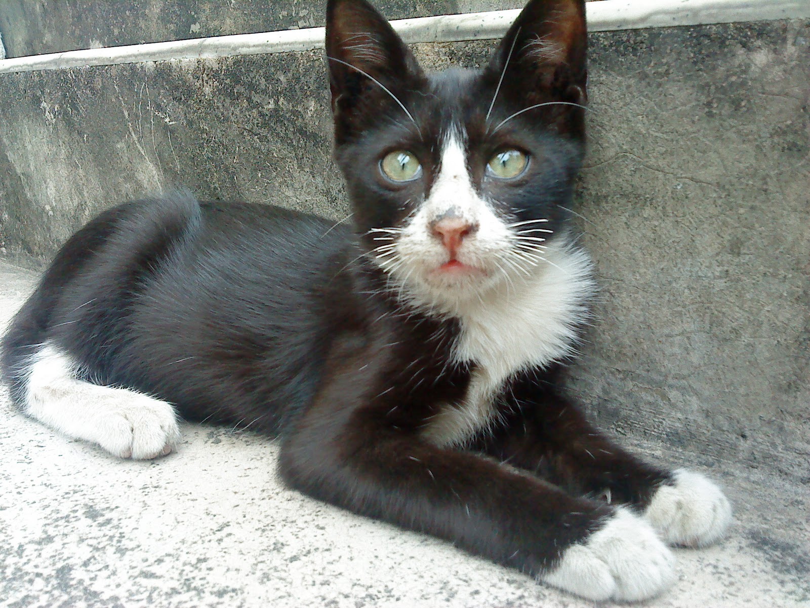 Guardian of Pets, Singapore Bobby The Short Whiskers Cat