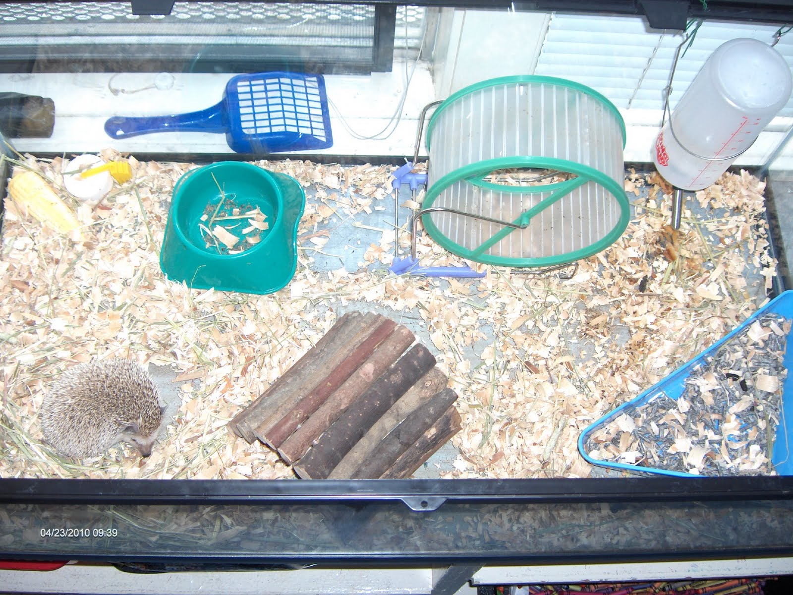 The Adventures of Hedgie the Hedgehog How to Care For Your Pet Hedgehog