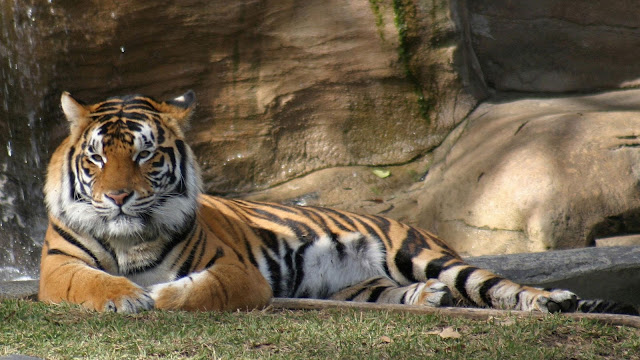 tiger photos