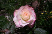 rosa de waly