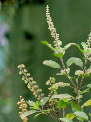 tulsi plant