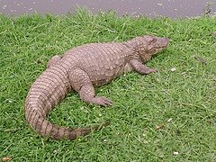 [crocodilo.jpg]