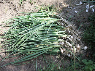 Cébettes rondes blanches