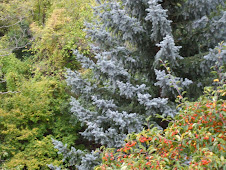 .Sapin Bleu et Pommier Ornemental (bas dr)