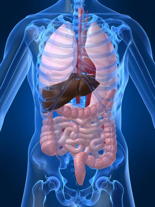 Damaged Digestive System