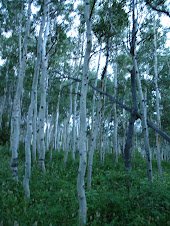 Aspen Grove