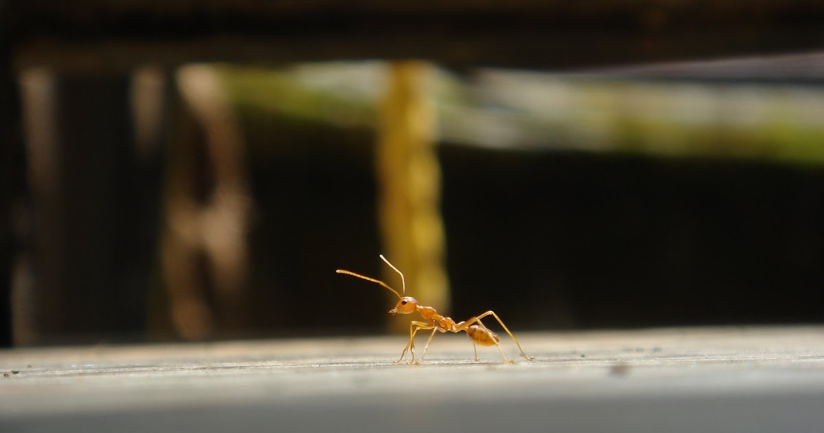 Natural Jewels + Karkala