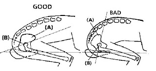 how+to+sit+on+a+bicycle.JPG