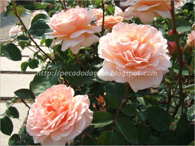 [rosa36.jpg]