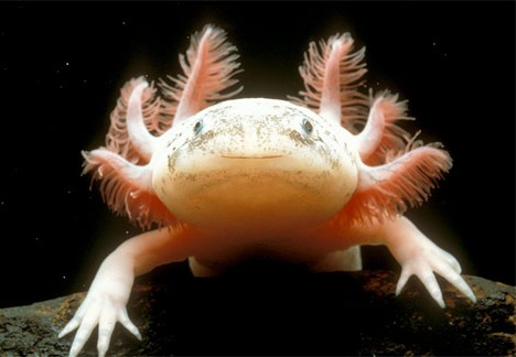 Tiger salamander larvae Tiger salamander pics Best Jungle Life