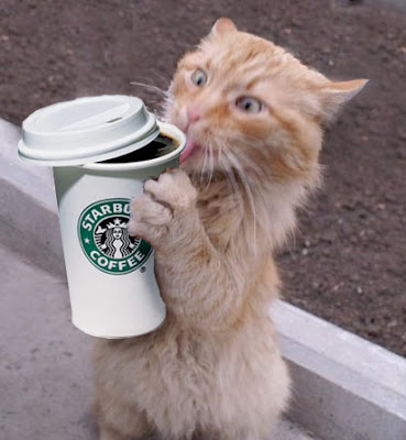 starbucks-crack-cat.jpg
