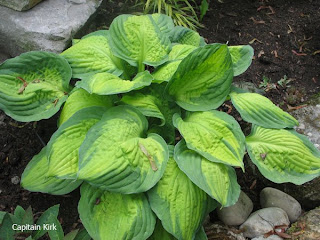 Collection de hostas Captain+Kirk