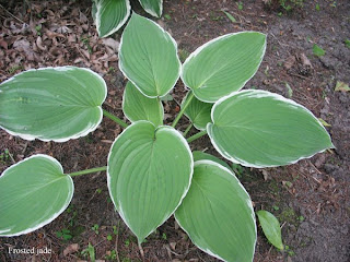 Collection de hostas Frosted+Jade