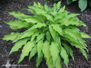 Collection de hostas Pineapple+upside+down+cake