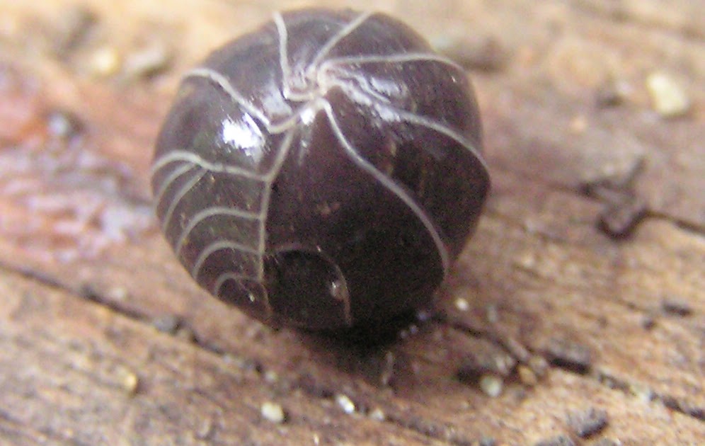 String Theory Rollie Pollie Ollie!