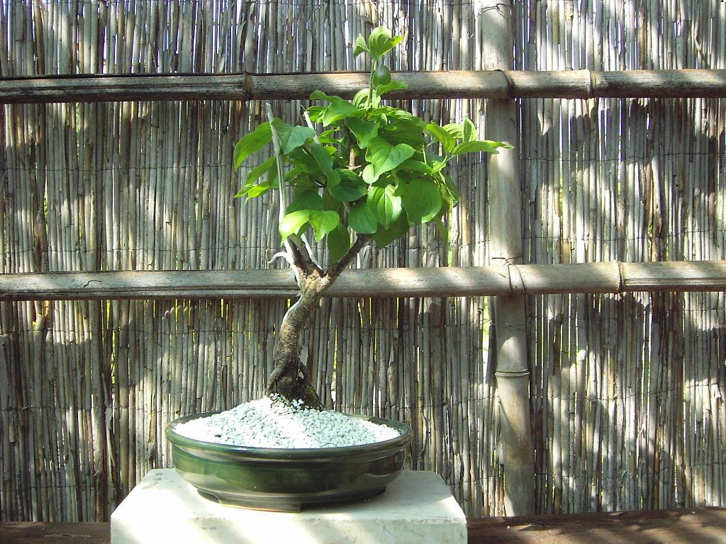 [Bonsai+Fotk+2009+05+05+023.jpg]