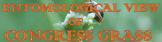 ENTOMOLOGICAL VIEW OF CONGRESS GRASS