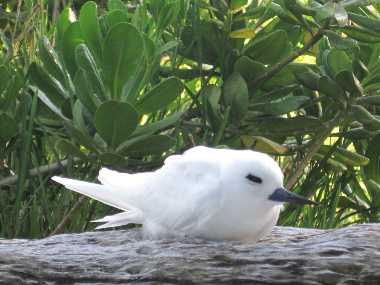 FOAM Rubber Band Birds