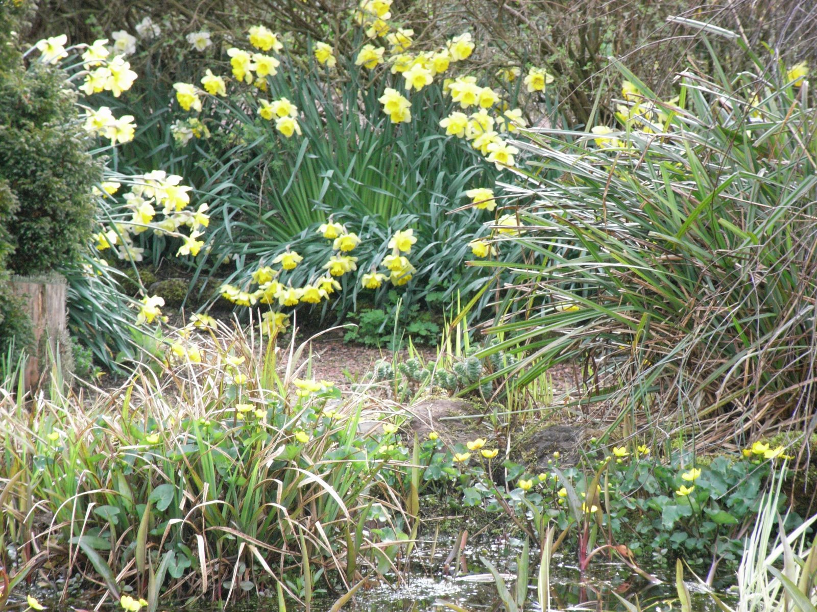 [10May08+Daffodils+15.JPG]