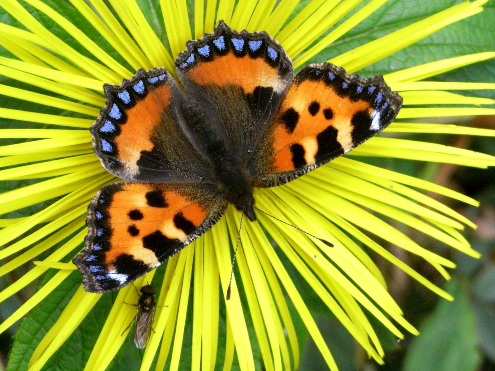 Small Tortoiseshell Butterfly Wallpaper 01 Small Tortoiseshell Butterfly Wallpapers, Beautiful Butterfly Wallpapers, Butterfly Wallpapers, Butterfly Pictures