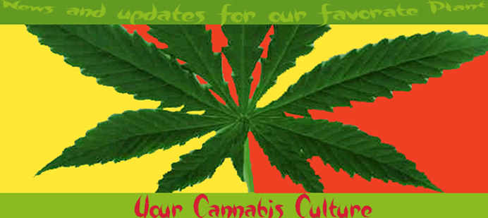 Your Cannabis Culture
