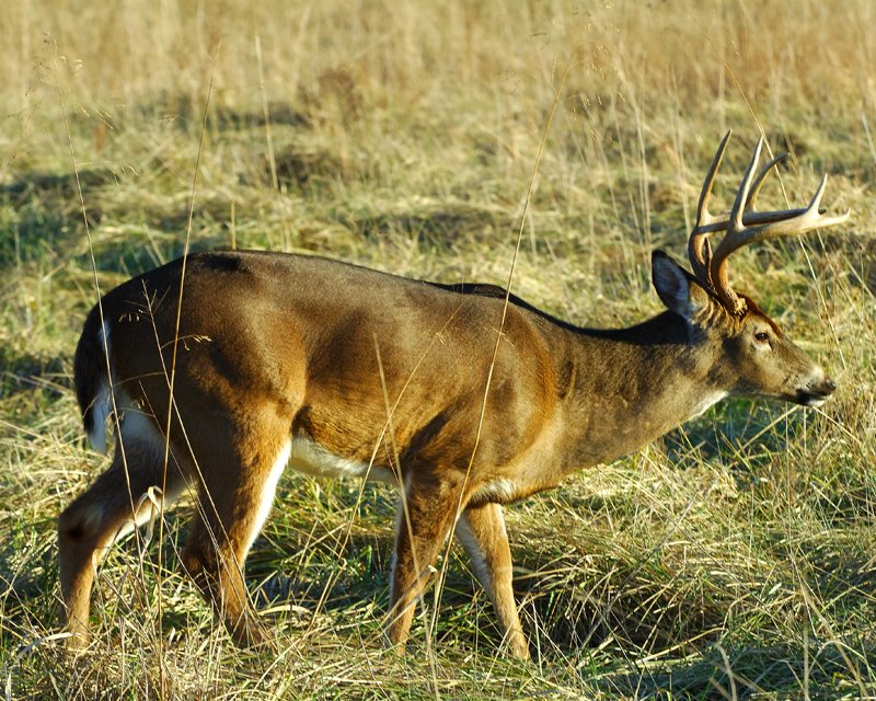 [53776256.EightPointBuck]