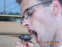 Bugs...not just for stomping!