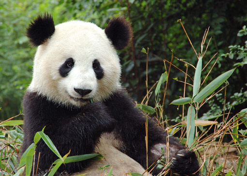 giant-panda-china-big1.jpg