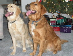 christmas with the dogs