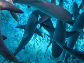 Tubarões no atol de Bikini