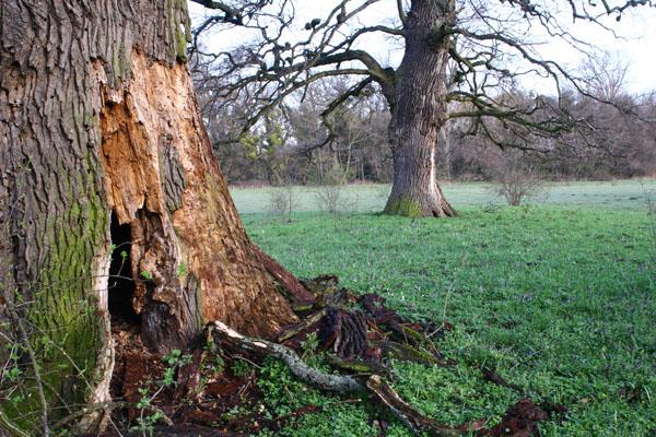 Quercus robur